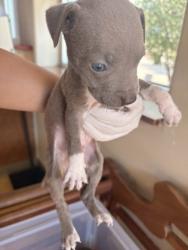 Shelter Stray Male Dog last seen Pleasant Run Rd + Hampton Rd, Desoto, TX, 1150 E Pleasant Run Rd, Cedar Hill, TX 75104, USA
