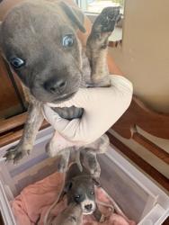 Shelter Stray Female Dog last seen Pleasant Run Rd + Hampton Rd, Desoto, TX, 1150 E Pleasant Run Rd, Cedar Hill, TX 75104, USA