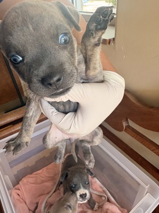 Shelter Stray Female Dog last seen Pleasant Run Rd + Hampton Rd, Desoto, TX, 1150 E Pleasant Run Rd, Cedar Hill, TX 75104, USA
