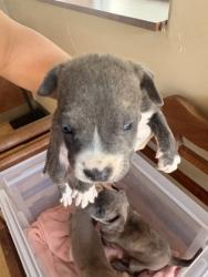 Shelter Stray Female Dog last seen Pleasant Run Rd + Hampton Rd, Desoto, TX, 1150 E Pleasant Run Rd, Cedar Hill, TX 75104, USA