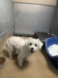 Shelter Stray Female Dog last seen Near E 20th Street, Oakland, CA, 1101 29th Ave, Oakland, CA 94601, USA