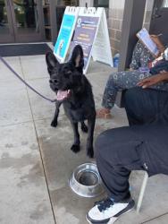 Shelter Stray Male Dog last seen Near Dogwood Dr NW, Atlanta, GA, 1251 Fulton Industrial Blvd NW, Atlanta, GA 30336, USA