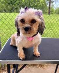 Shelter Stray Female Dog last seen ROCK CRUSHER RD, Homosassa, FL, 4030 S Airport Rd, Inverness, FL 34450, USA