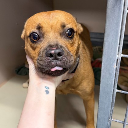 Shelter Stray Female Dog last seen Near N I-35, City of Austin, TX, 124 W Anderson Ln., Austin, TX 78752, USA