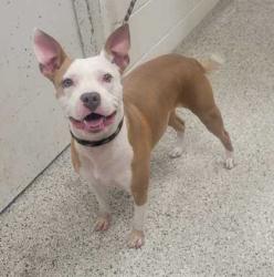 Shelter Stray Female Dog last seen Near elmwood ave, 64132,, 7077 Elmwood Ave, Kansas City, MO 64132, USA