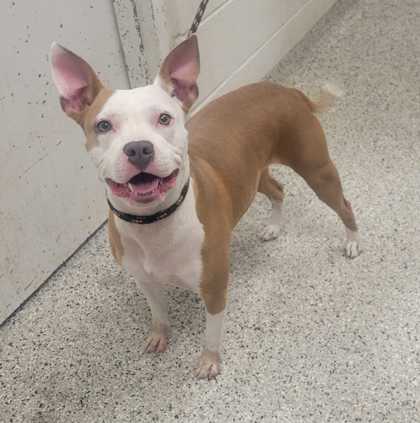 Shelter Stray Female Dog last seen Near elmwood ave, 64132,, 7077 Elmwood Ave, Kansas City, MO 64132, USA