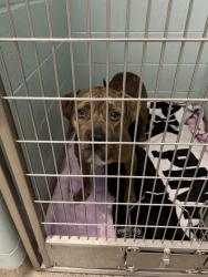 Shelter Stray Female Dog last seen Pleasant and 19th St, Noblesville City, IN, 10501 Hague Rd, Fishers, IN 46038, USA