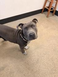 Shelter Stray Male Dog last seen Near Rudyard, 5th District, OH, 9203 Detroit Ave, Cleveland, OH 44102, USA