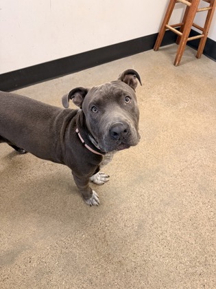 Shelter Stray Male Dog last seen Near Rudyard, 5th District, OH, 9203 Detroit Ave, Cleveland, OH 44102, USA