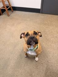 Shelter Stray Female Dog last seen W 25 & Detroit, 2nd District, OH, 9203 Detroit Ave, Cleveland, OH 44102, USA