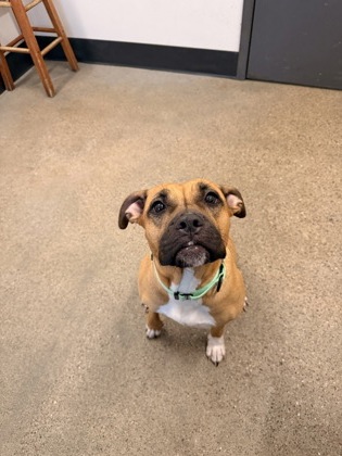 Shelter Stray Female Dog last seen W 25 & Detroit, 2nd District, OH, 9203 Detroit Ave, Cleveland, OH 44102, USA
