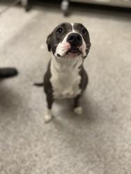 Shelter Stray Female Dog last seen Near Old Cherry Point Rd, New Bern,, 1639 Old Airport Rd, New Bern, NC 28562, USA