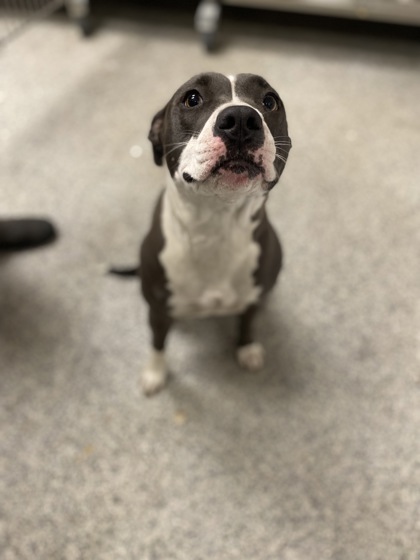 Shelter Stray Female Dog last seen Near Old Cherry Point Rd, New Bern,, 1639 Old Airport Rd, New Bern, NC 28562, USA
