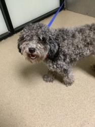 Shelter Stray Female Dog last seen Near Village Creek Rd, East District, TX, 355 Hillshire Dr, Haslet, TX 76052, USA