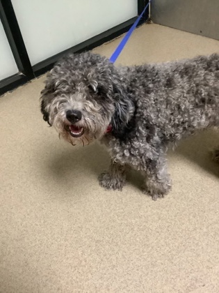 Shelter Stray Female Dog last seen Near Village Creek Rd, East District, TX, 355 Hillshire Dr, Haslet, TX 76052, USA