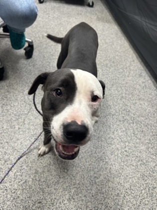 Shelter Stray Male Dog last seen Near Old Cherry Point Rd, New Bern,, 1639 Old Airport Rd, New Bern, NC 28562, USA