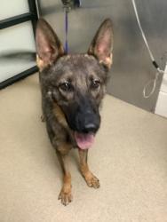 Shelter Stray Male Dog last seen , , TX, 355 Hillshire Dr, Haslet, TX 76052, USA