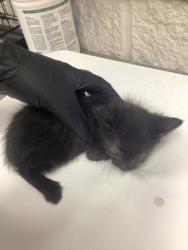 Shelter Stray Female Cat last seen Near AVE N, East District, TX, 355 Hillshire Dr, Haslet, TX 76052, USA