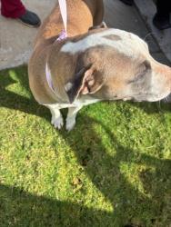 Shelter Stray Female Dog last seen Near Cattle Queen RD, Williamson County, TX, 1855 SE Inner Loop, Georgetown, TX 78626, USA