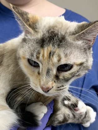 Shelter Stray Female Cat last seen Near Horizon vista blvd., Rio Communites,, 1209 NM-314, Los Lunas, NM 87031, USA