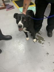 Shelter Stray Female Dog last seen Capital Dr., Los Lunas,, 1209 NM-314, Los Lunas, NM 87031, USA
