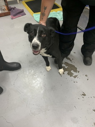 Shelter Stray Female Dog last seen Capital Dr., Los Lunas,, 1209 NM-314, Los Lunas, NM 87031, USA