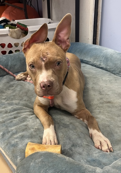 Shelter Stray Female Dog last seen Near MARBUT ROAD Lithonia, 30058, 30058, GA, 3280 Chamblee Dunwoody Rd, Chamblee, GA 30341, USA