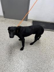 Shelter Stray Male Dog last seen Camp Rotary Rd, County/Unicorporated, NC, 1491 Business Park Ct, Gastonia, NC 28052, USA