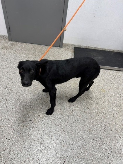 Shelter Stray Male Dog last seen Camp Rotary Rd, County/Unicorporated, NC, 1491 Business Park Ct, Gastonia, NC 28052, USA