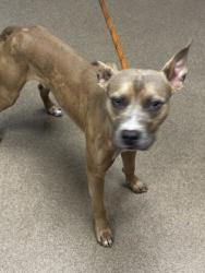 Shelter Stray Male Dog last seen , , GA, 3280 Chamblee Dunwoody Rd, Chamblee, GA 30341, USA