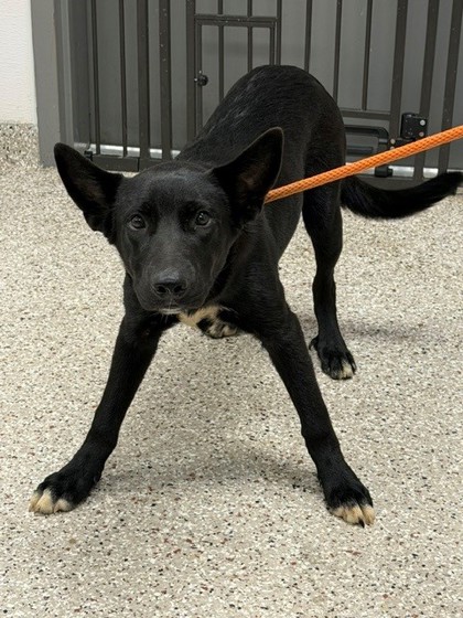 Shelter Stray Male Dog last seen Camp Rotary Rd, County/Unicorporated, NC, 1491 Business Park Ct, Gastonia, NC 28052, USA