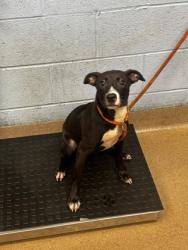 Shelter Stray Female Dog last seen Near N Hairston Road Stone Mountain, 30083, 30083, GA, 3280 Chamblee Dunwoody Rd, Chamblee, GA 30341, USA