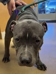 Shelter Stray Unknown Dog last seen Near Montreal Rd, Clarkston, GA 30021, 30021, GA, 3280 Chamblee Dunwoody Rd, Chamblee, GA 30341, USA