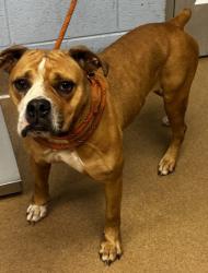 Shelter Stray Female Dog last seen Near Allsborough drive Tucker, 30084, 30084, GA, 3280 Chamblee Dunwoody Rd, Chamblee, GA 30341, USA