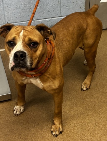 Shelter Stray Female Dog last seen Near Allsborough drive Tucker, 30084, 30084, GA, 3280 Chamblee Dunwoody Rd, Chamblee, GA 30341, USA