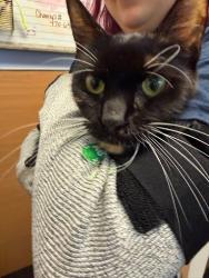 Shelter Stray Female Cat last seen Near Devon Trce, STONE MOUNTAIN, GA, 30087, 30087, GA, 3280 Chamblee Dunwoody Rd, Chamblee, GA 30341, USA
