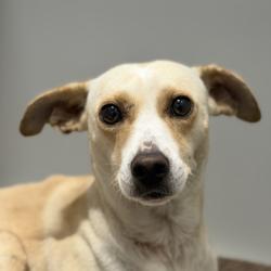 Shelter Stray Male Dog last seen Sunrise and Folsom, Rancho Cordova, CA, 6201 Florin Perkins Rd, Sacramento, CA 95828, USA