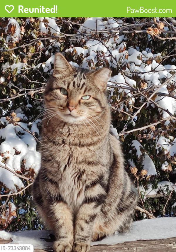 Reunited Male Cat last seen Neighbors yard, S Leslie Ave and East 39th Terr, Independence, MO 64055