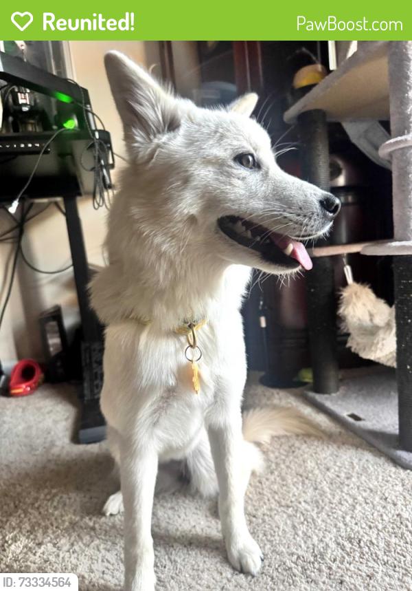 Reunited Female Dog last seen By the 7-11 on that street, Mountain View, CA 94040