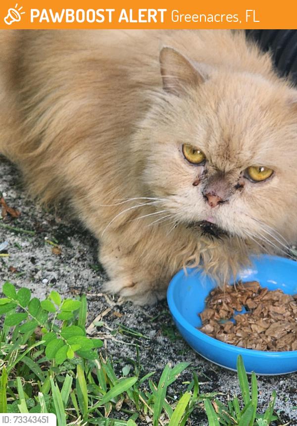 Found/Stray Unknown Cat last seen Melaluca and Jog, Greenacres, FL 33463