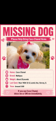 Lost Female Dog last seen Near loomis ave Harvey IL, Harvey, IL 60426