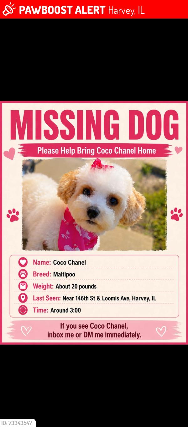 Lost Female Dog last seen Near loomis ave Harvey IL, Harvey, IL 60426
