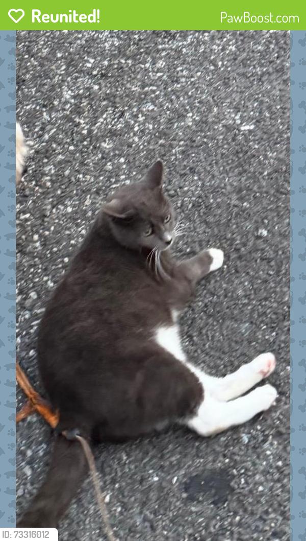 Reunited Female Cat last seen Near, Raleigh, NC 27603