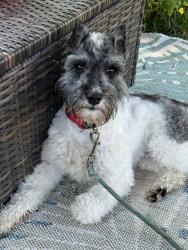 Lost Male Dog last seen Broad Street, Columbus, OH 43204