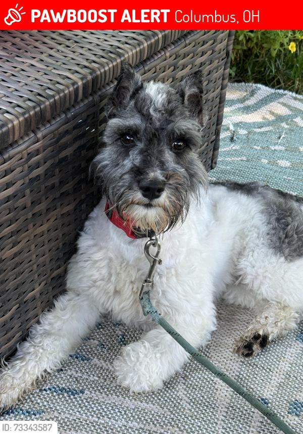 Lost Male Dog last seen Broad Street, Columbus, OH 43204