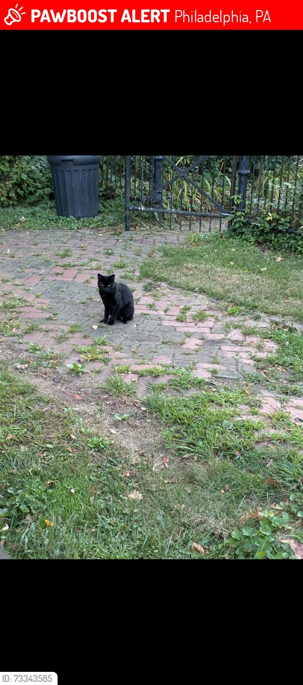 Lost Female Cat last seen Magnolia, Philadelphia, PA 19119