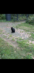Lost Female Cat last seen Magnolia, Philadelphia, PA 19119
