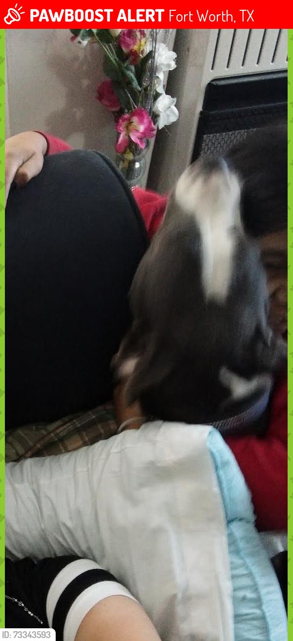 Lost Male Dog last seen Near Clinton avenue, Fort Worth, TX 76164