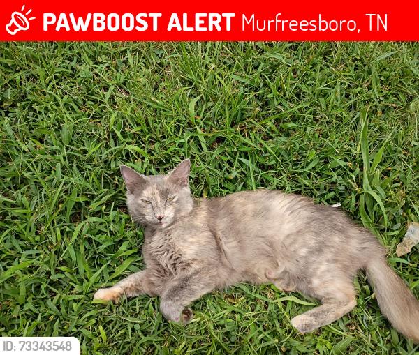 Lost Female Cat last seen Murfreesboro Greenway by the Earthworks, Murfreesboro, TN 37129