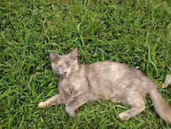 Lost Female Cat last seen Murfreesboro Greenway by the Earthworks, Murfreesboro, TN 37129